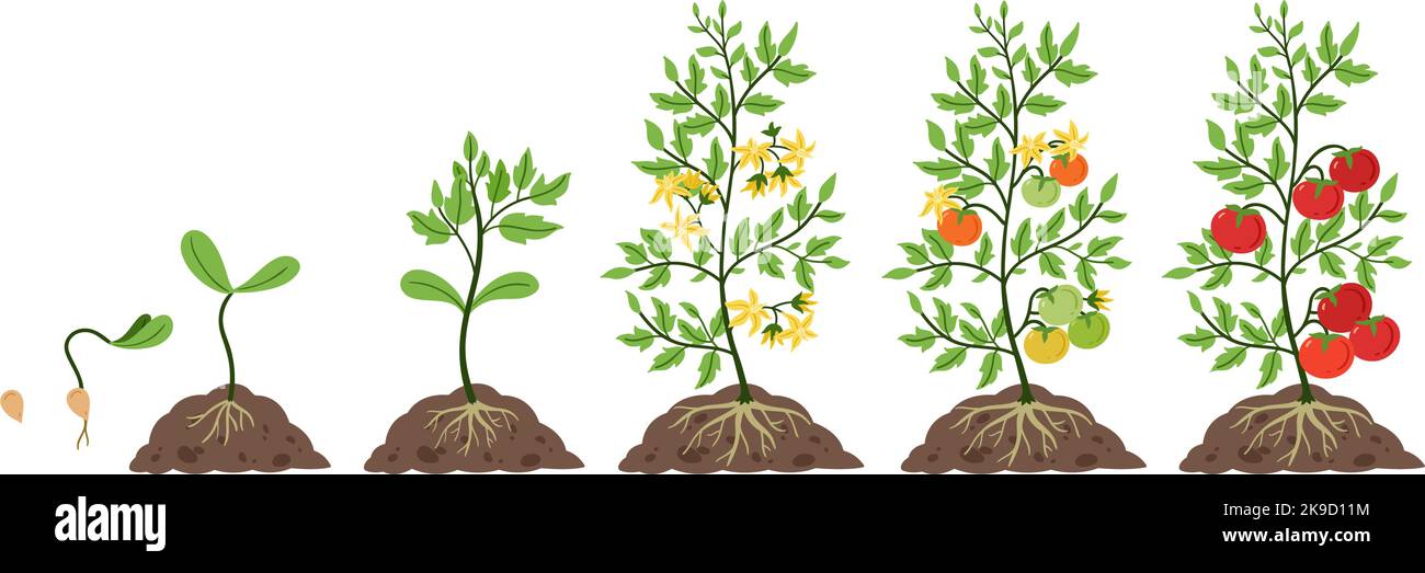 Tomato plant growth. Life cycle, growing stages from tomatoes seeds, sprout and blossom to fruit on branches vector Illustration set Stock Vector