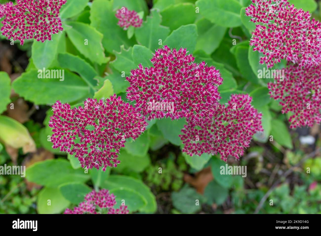 Macro view of a pink blooming sedum spectabile (hylotelephium spectabile) flowering bush in a sunny autumn garden Stock Photo