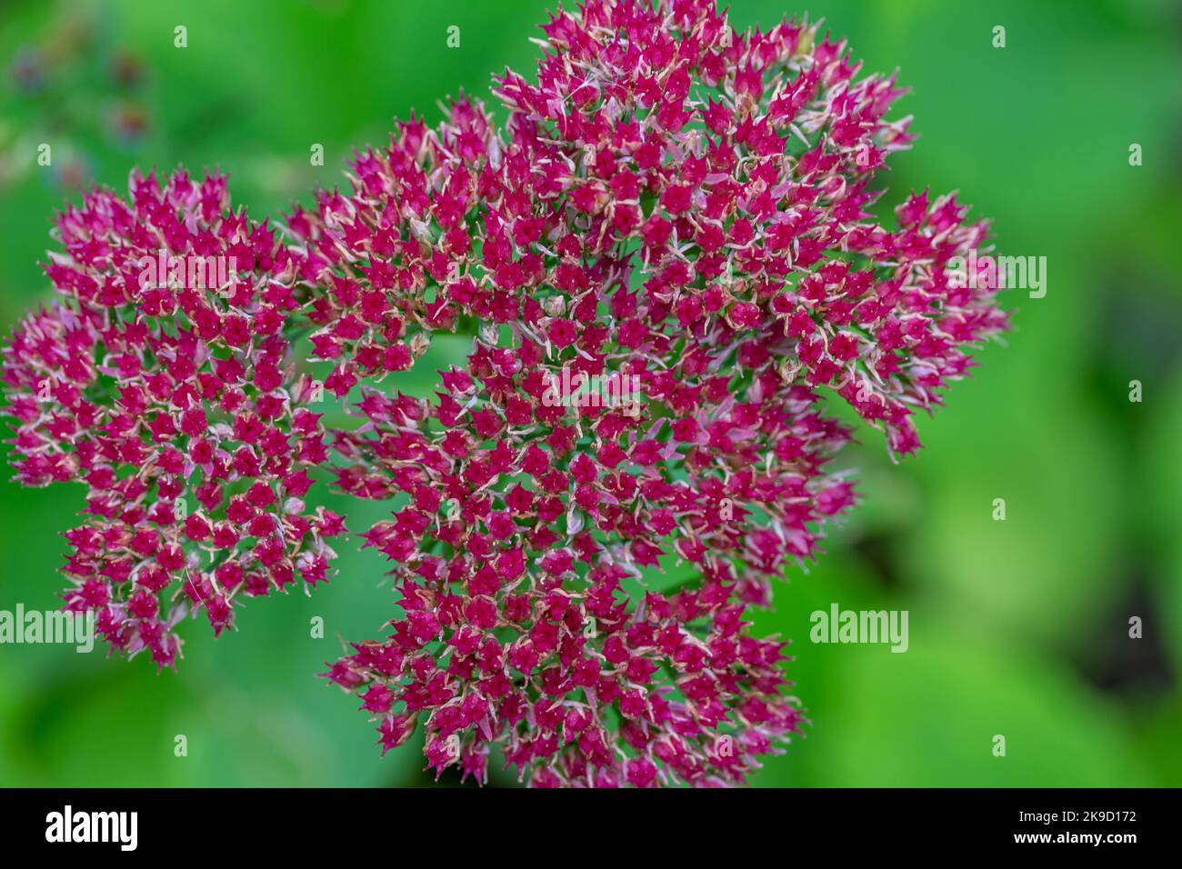 Macro view of a pink blooming sedum spectabile (hylotelephium spectabile) flowering bush in a sunny autumn garden Stock Photo