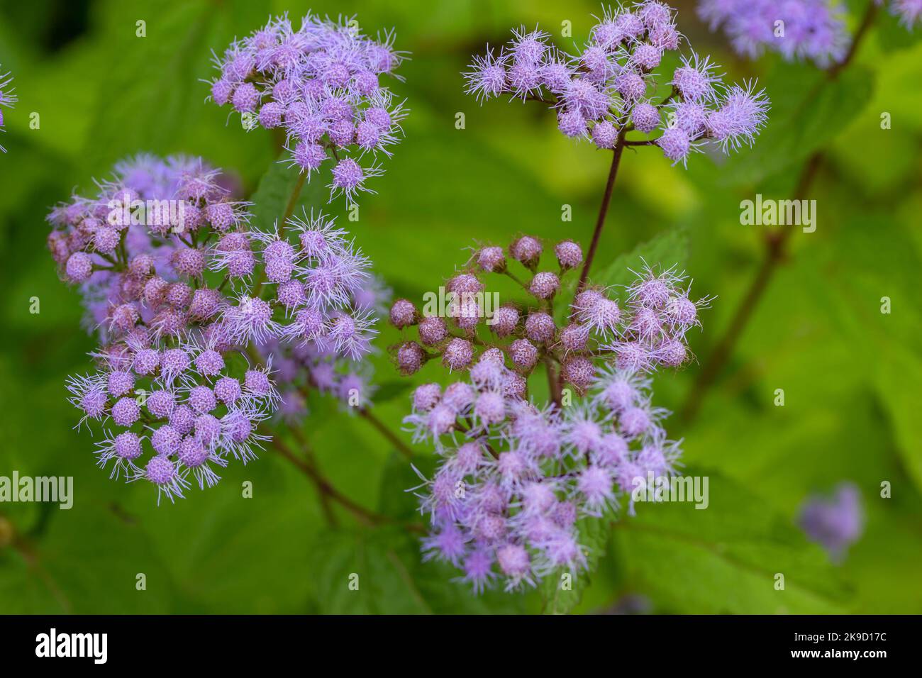 This image shows a macro view of blue mistflower (conoclinium coelestinum) blossoms in a sunny autumn garden Stock Photo