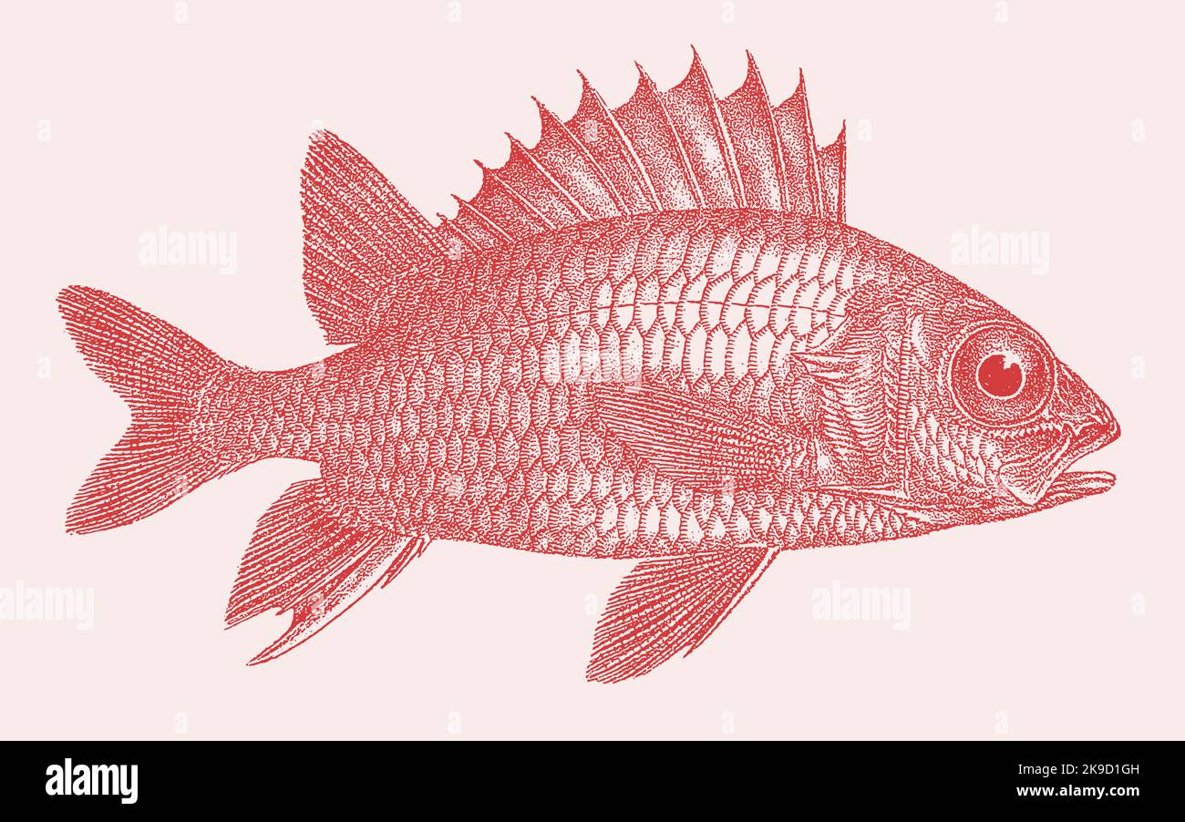 170+ Thousand Colored Fish Drawing Royalty-Free Images, Stock