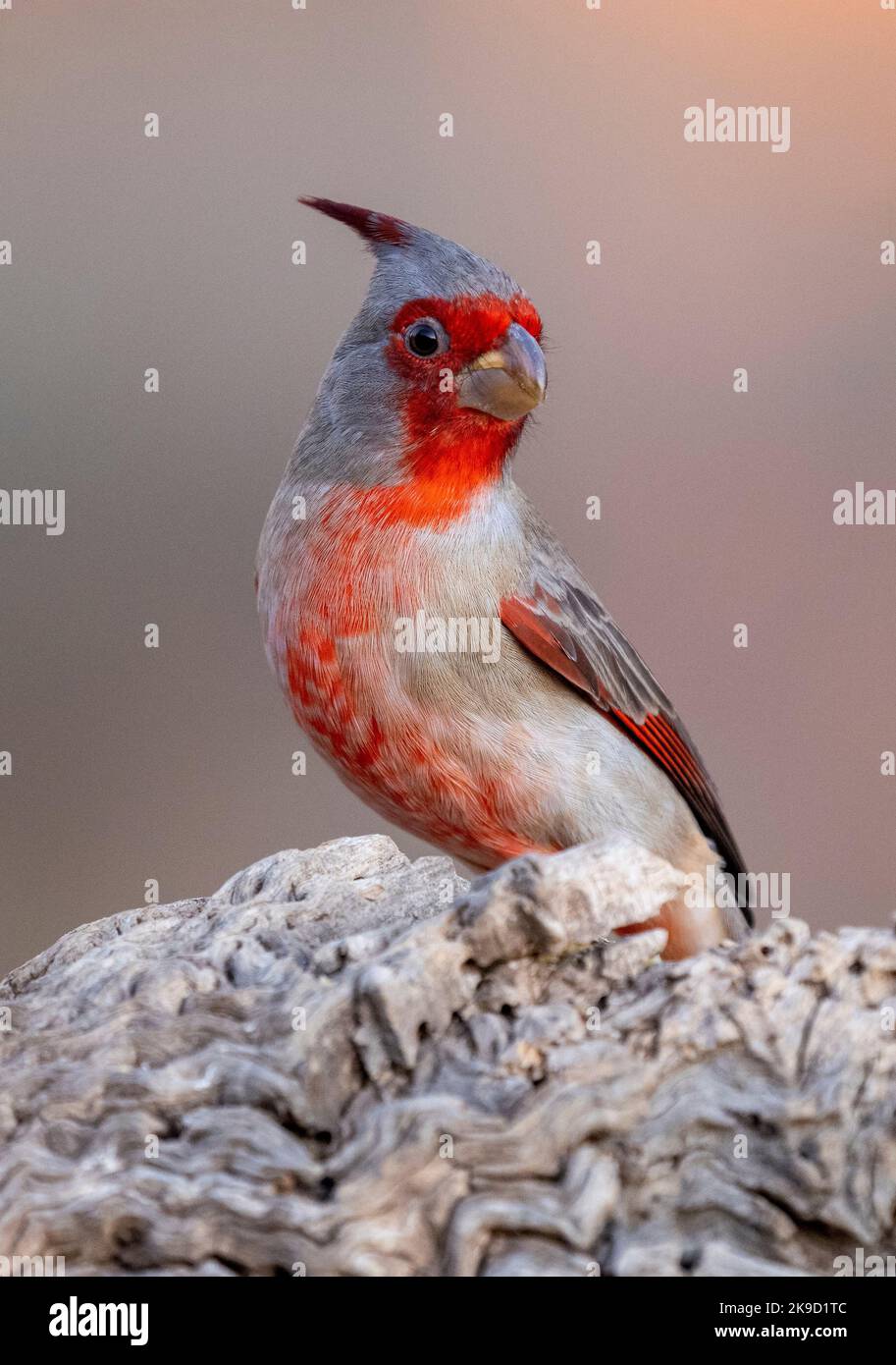 Pyrrhuloxia, Marana, near Tucson, Arizona Stock Photo Alamy