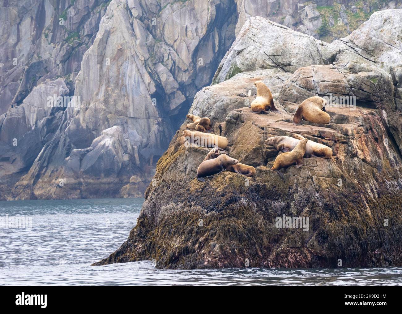 Sea Lion Haulout, Kenai Fjords National Park, near Seward, Alaska. Stock Photo