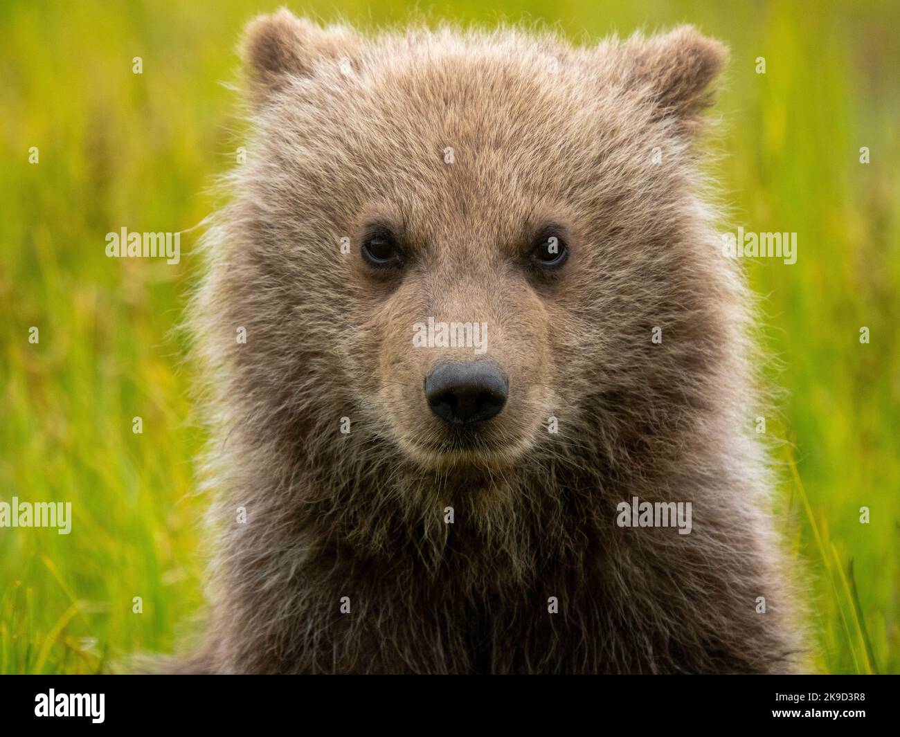 Brown / Grizzly Bear, Lake Clark National Park, Alaska. Stock Photo
