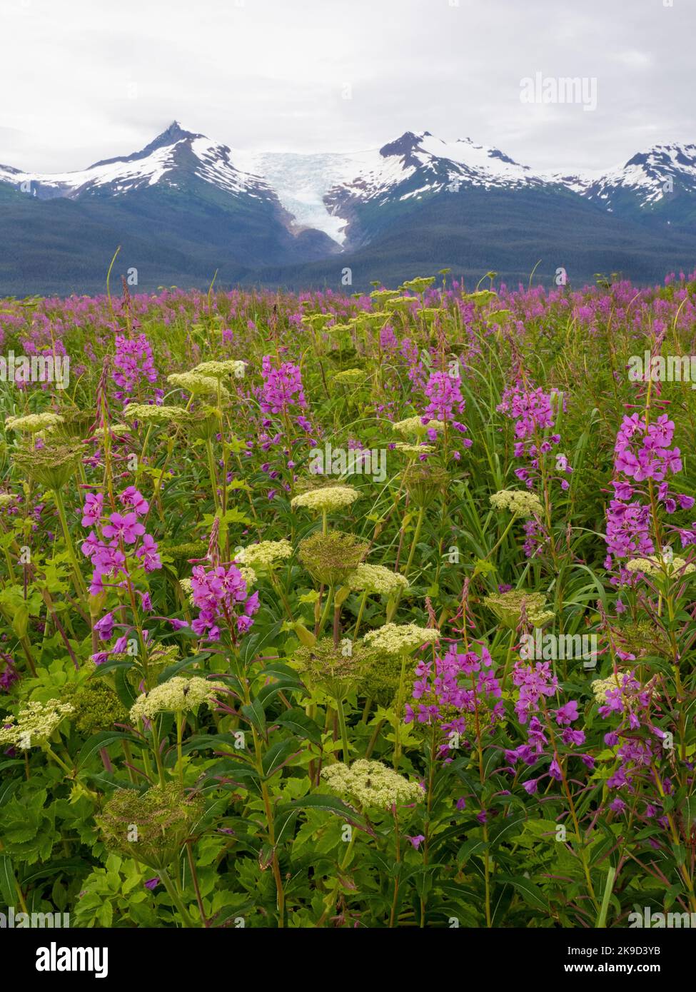 Field Of Fireweed Tongass National Forest Alaska Stock Photo Alamy