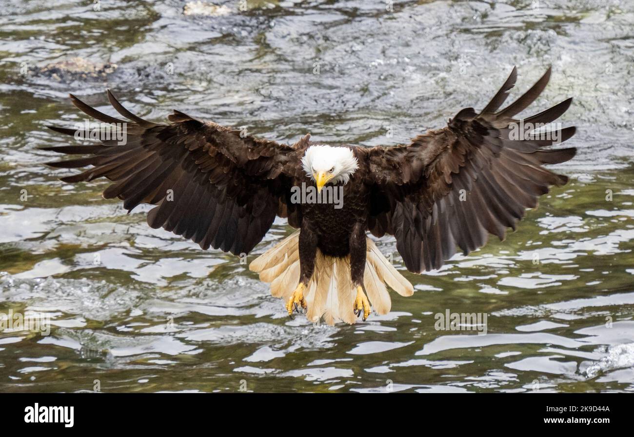 Bald Eagle, Tongass National Forest, Alaska. Stock Photo