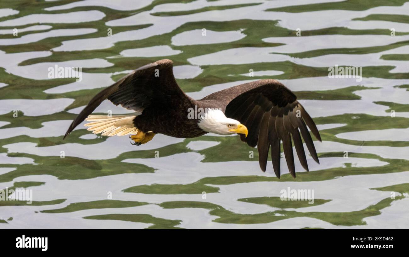 Bald Eagle, Tongass National Forest, Alaska. Stock Photo