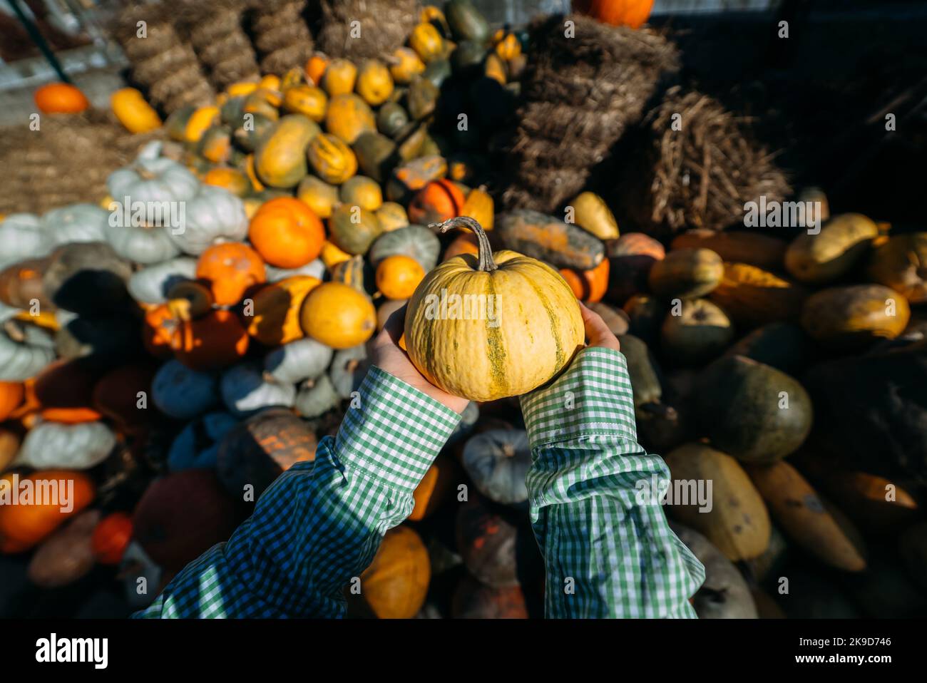 Female hands hold out a small pumpkin. Stock Photo