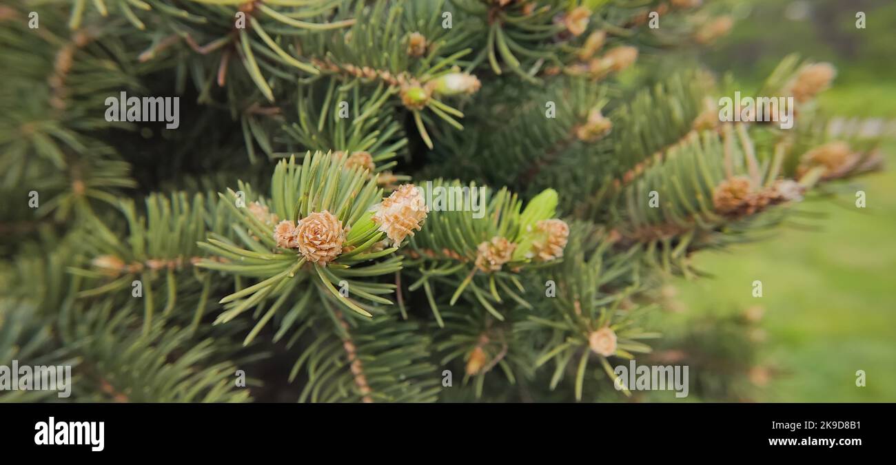 Wide banner of branches of a green spruce with young small cones, in spring. Stock Photo