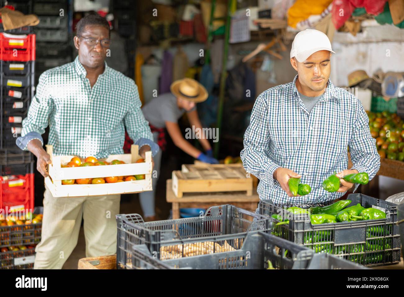Farm worker sorting freshly picked peppers and packing into boxes Stock Photo