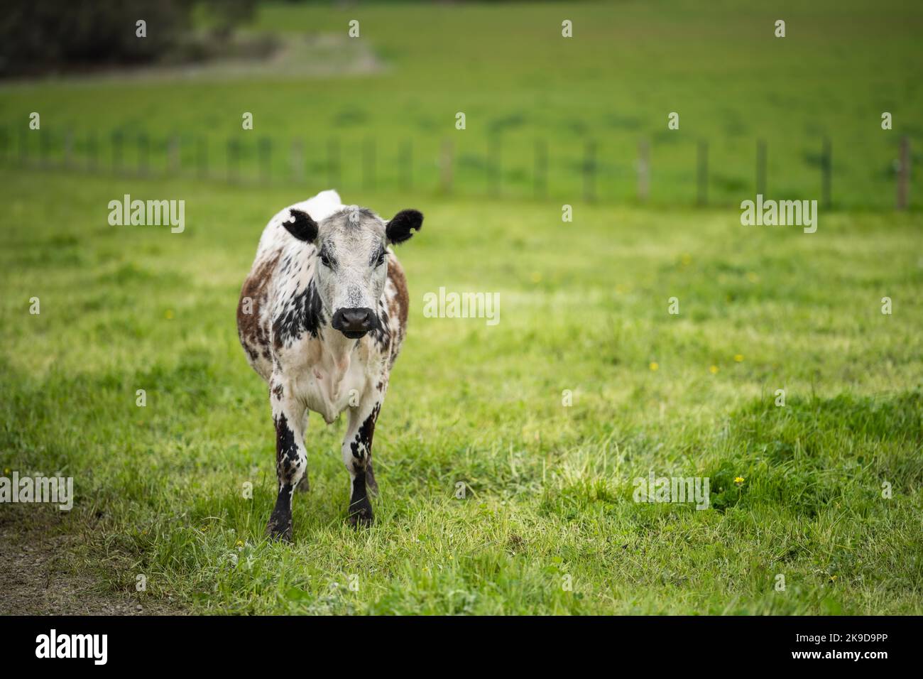 lose up of Stud Beef bulls, cows and calves grazing on grass in a field, in Australia. breeds of cattle include speckle park, murray grey, angus, bran Stock Photo