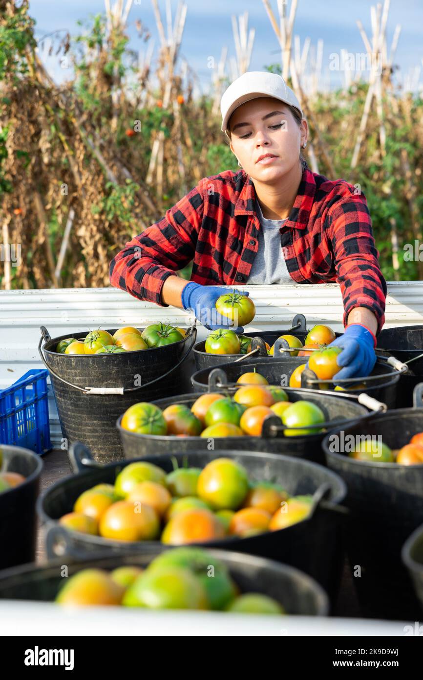 Positive woman farmer picking fresh ripe tomatoes in garden Stock Photo ...