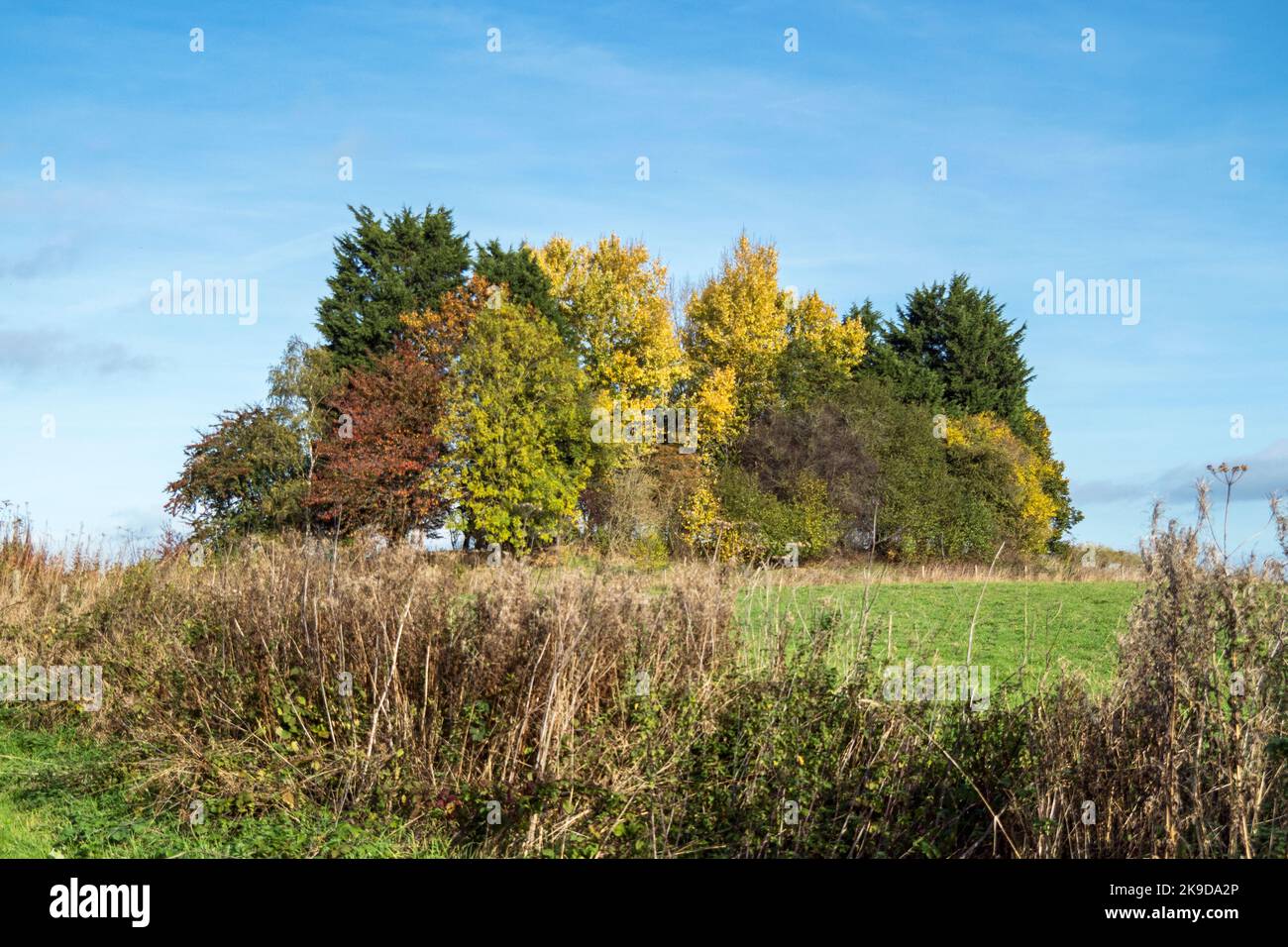 Copse of trees with beautiful autumn foliage Stock Photo Alamy
