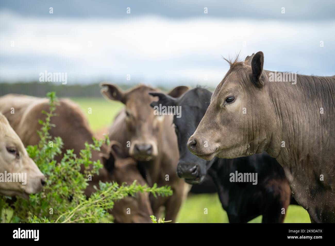 lose up of Stud Beef bulls, cows and calves grazing on grass in a field, in Australia. breeds of cattle include speckle park, murray grey, angus, bran Stock Photo