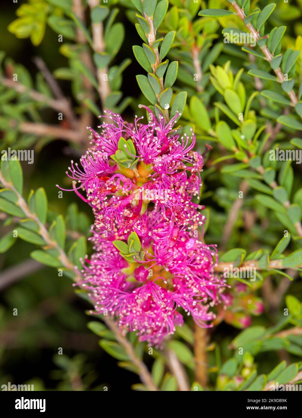 Fluffy pink flowers of Melaleuca thymifolia 'Pink Lace', Honey Myrtle, an Australian native shrub, on background of fine green leaves Stock Photo