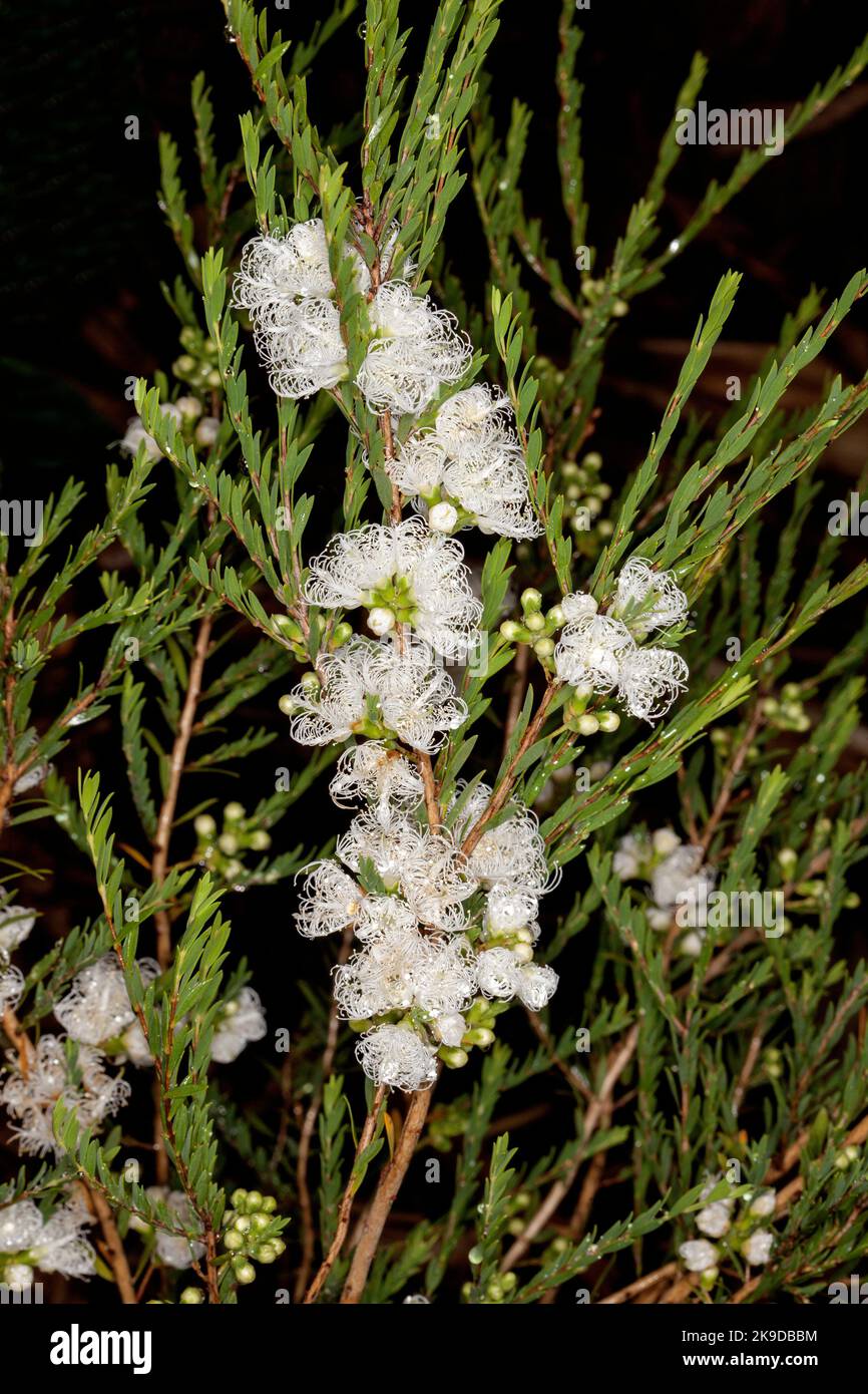 Fluffy white flowers and fine green leaves of Melaleuca thymifolia 'White Lace', Honey Myrtle, an Australian native shrub, on a dark background Stock Photo