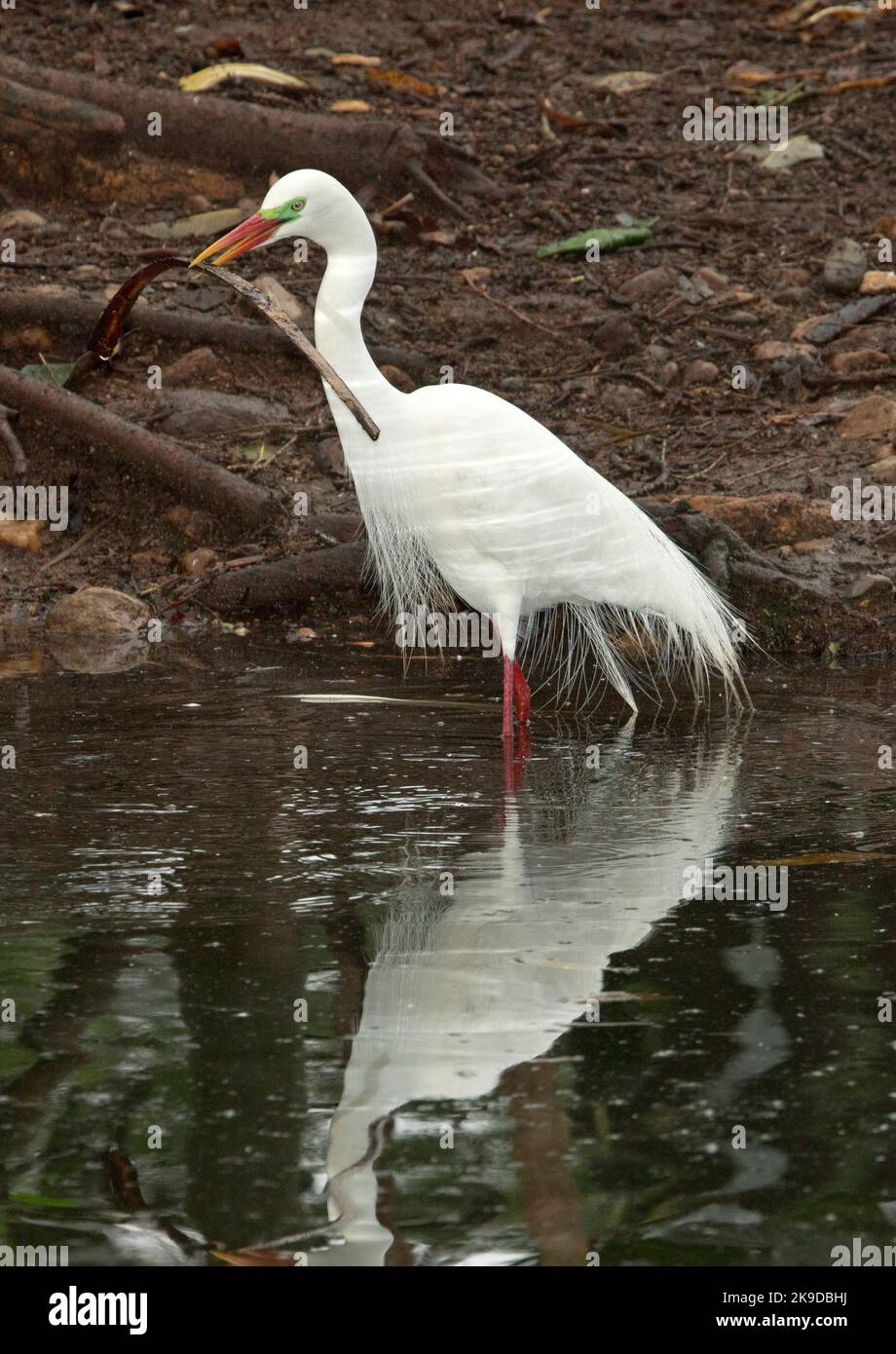 Plumed / Intermediate egret, Ardea intermedia, with breeding plumage, standing in water with stick / nesting material, in its bill, in Australia Stock Photo
