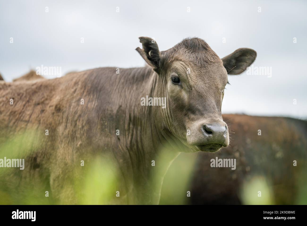 agriculture field in africa, beef cows in a field. livestock herd