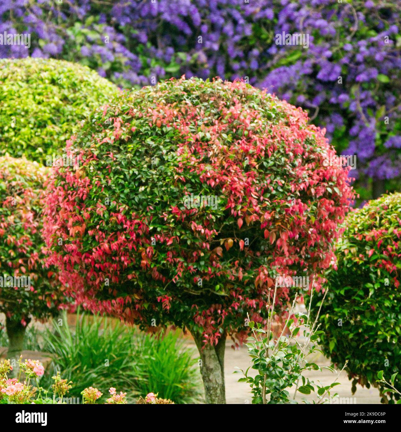 Evergreen shrub with green foliage and new red growth pruned to become as a globular topiary feature in an Australian park. Stock Photo