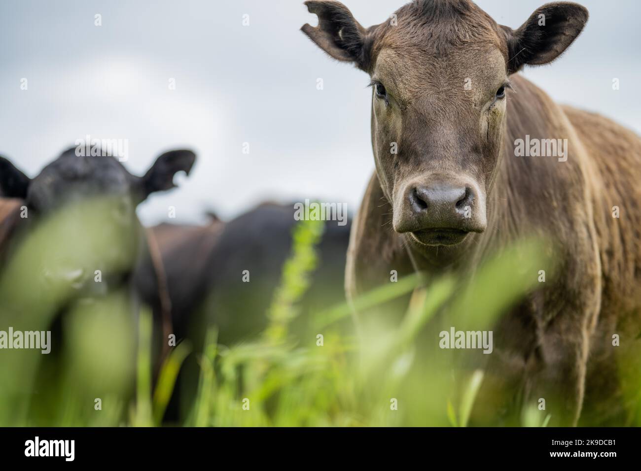 sustainable agriculture cow farm in a field, beef cows in a field ...