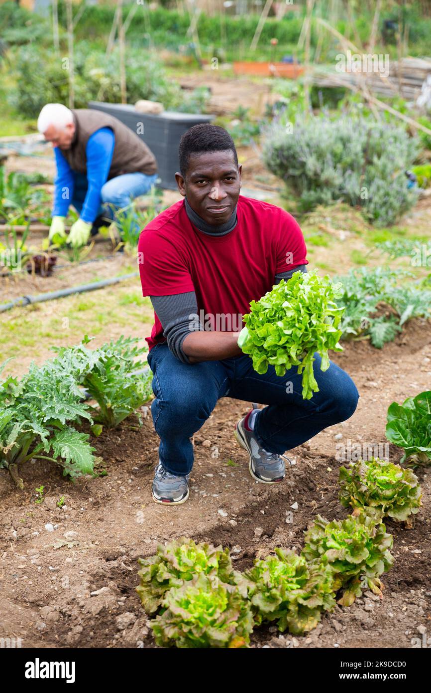 African farmer planting lettuce seedlings Stock Photo Alamy