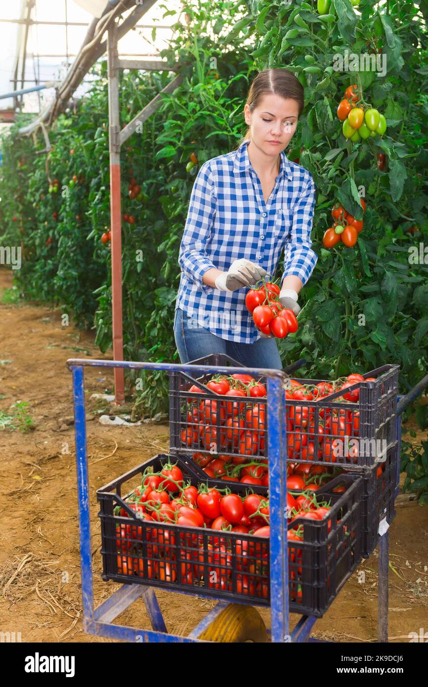 Female owner farmer carries boxes of ripe tomatoes on wheelbarrow Stock ...