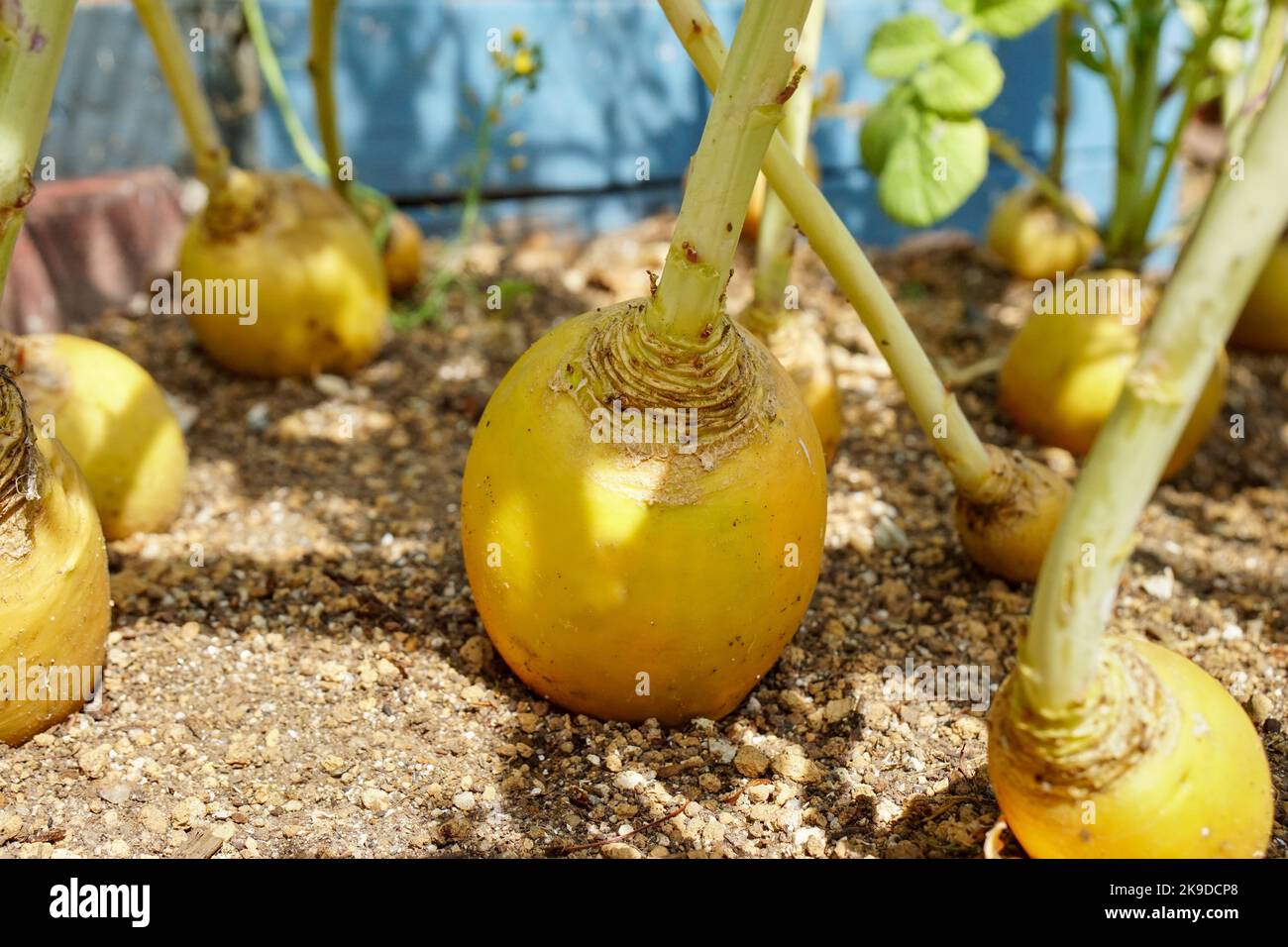 Close up of turnip in garden Stock Photo