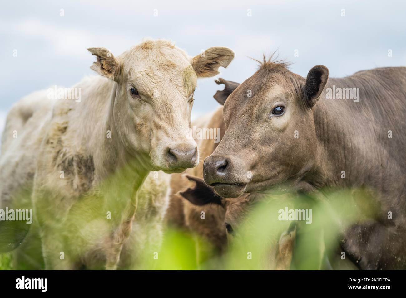 agriculture field, herd of beef cows in a field. springtime on a farm