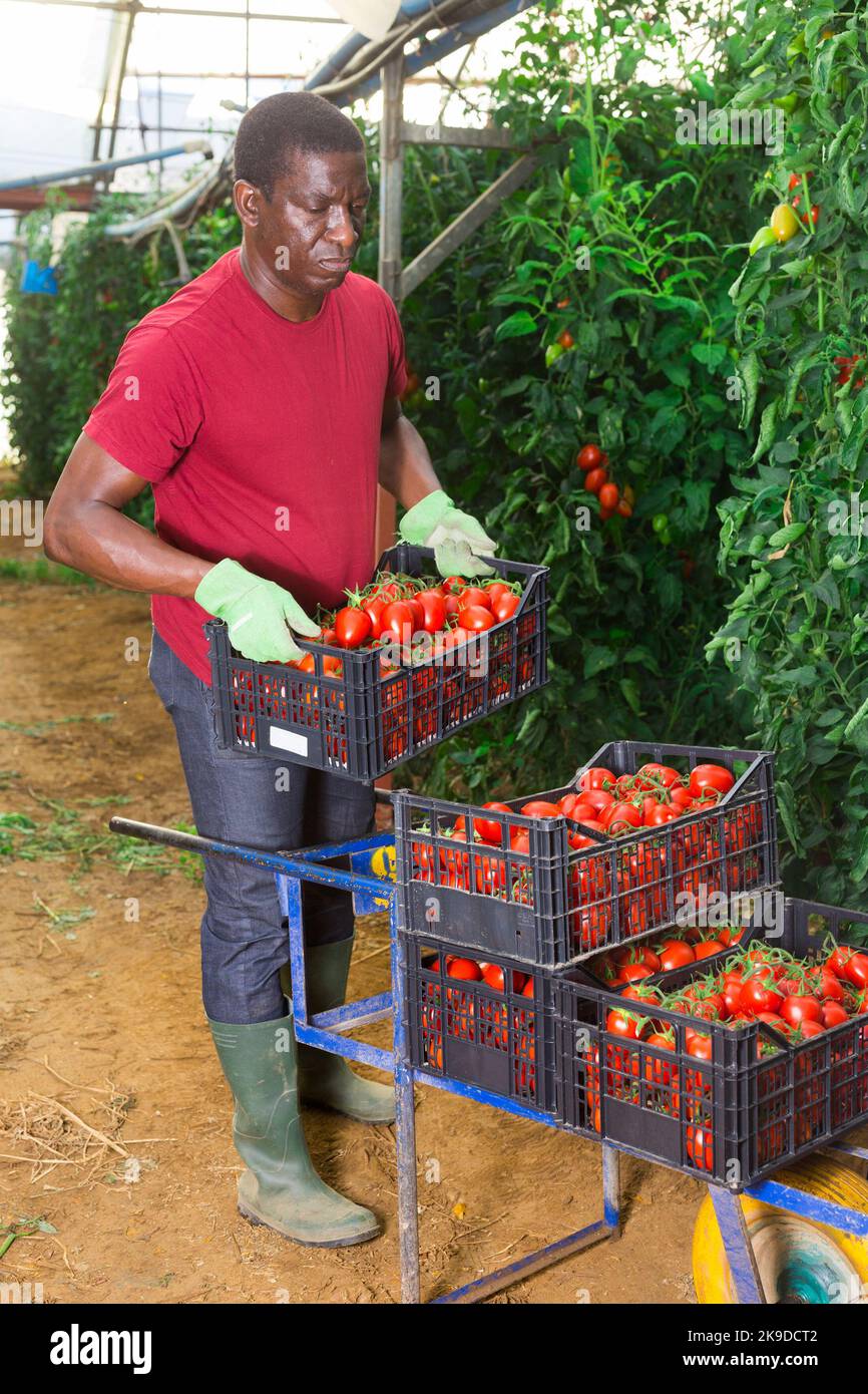 Male African farmer harvesting tomatoes in greenhouse Stock Photo - Alamy