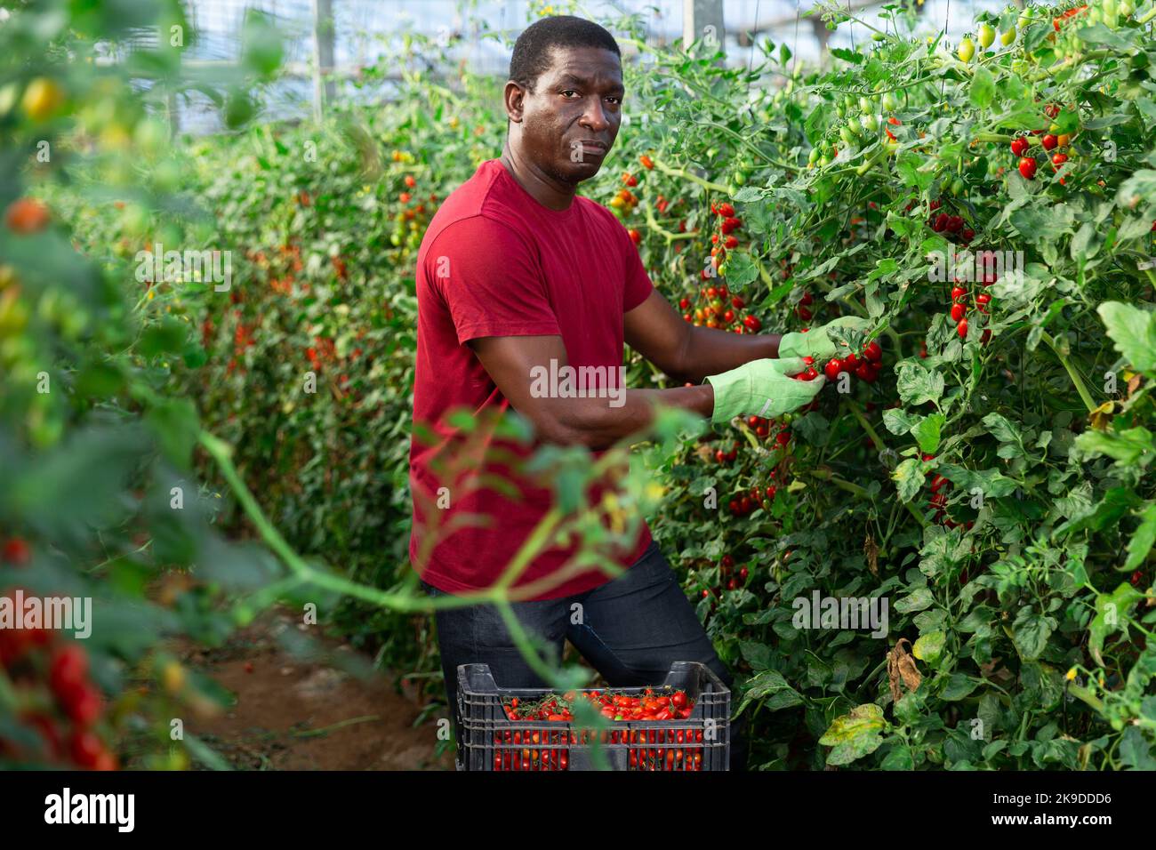 Afro male farmer picking tomatoes in greenhouse Stock Photo - Alamy