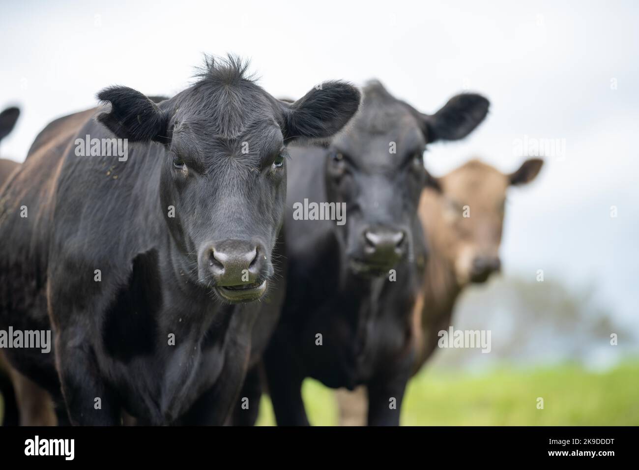 agriculture field in africa,  beef cows in a field. livestock herd grazing on grass on a farm. african cow, cattle meat on a ranch Stock Photo