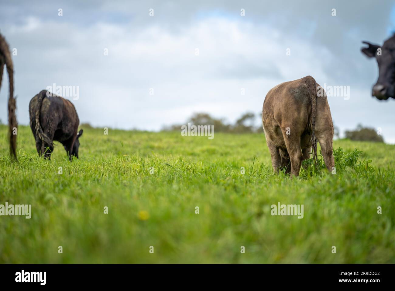 agriculture field in africa, beef cows in a field. livestock herd