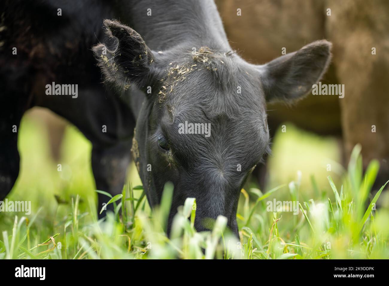 agriculture field in africa, beef cows in a field. livestock herd ...