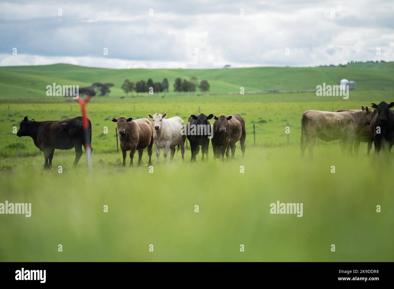 Regenerative agriculture cows in the field, grazing on grass and ...