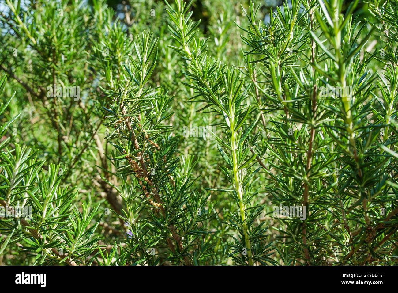 Close up of rosemary herb Stock Photo