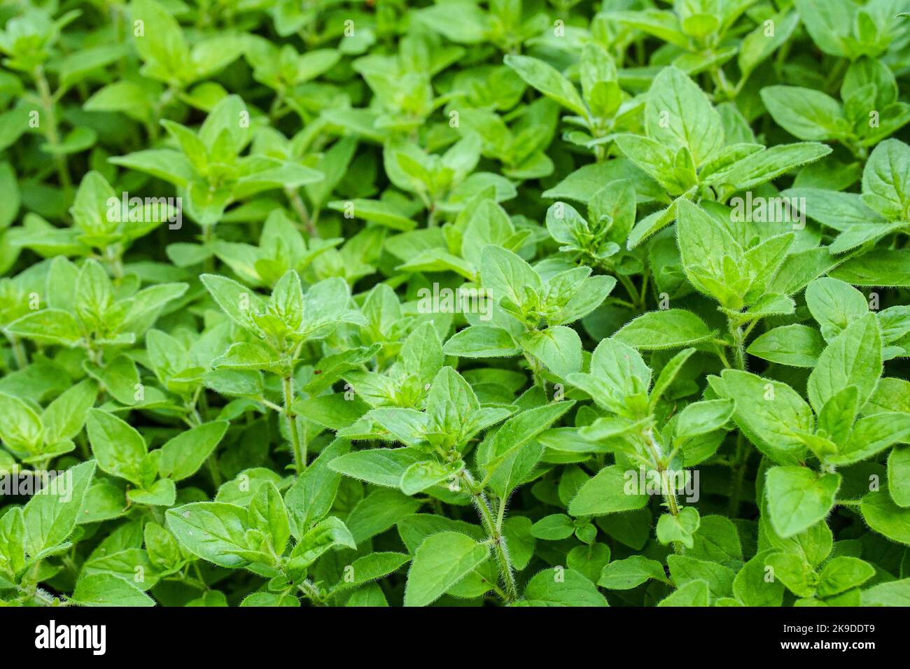 Close up of mint plants Stock Photo