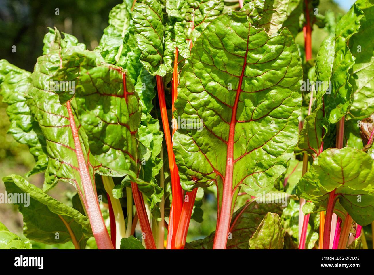 Close up of Swiss Chard leaves Stock Photo