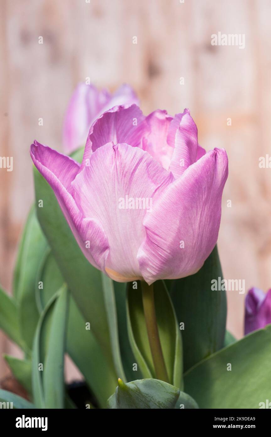 Close up of tulipa Sweet Flag. A single mid spring flowering Lavender Pink tulip belonging to the triumph group of Division 3 tulips Stock Photo