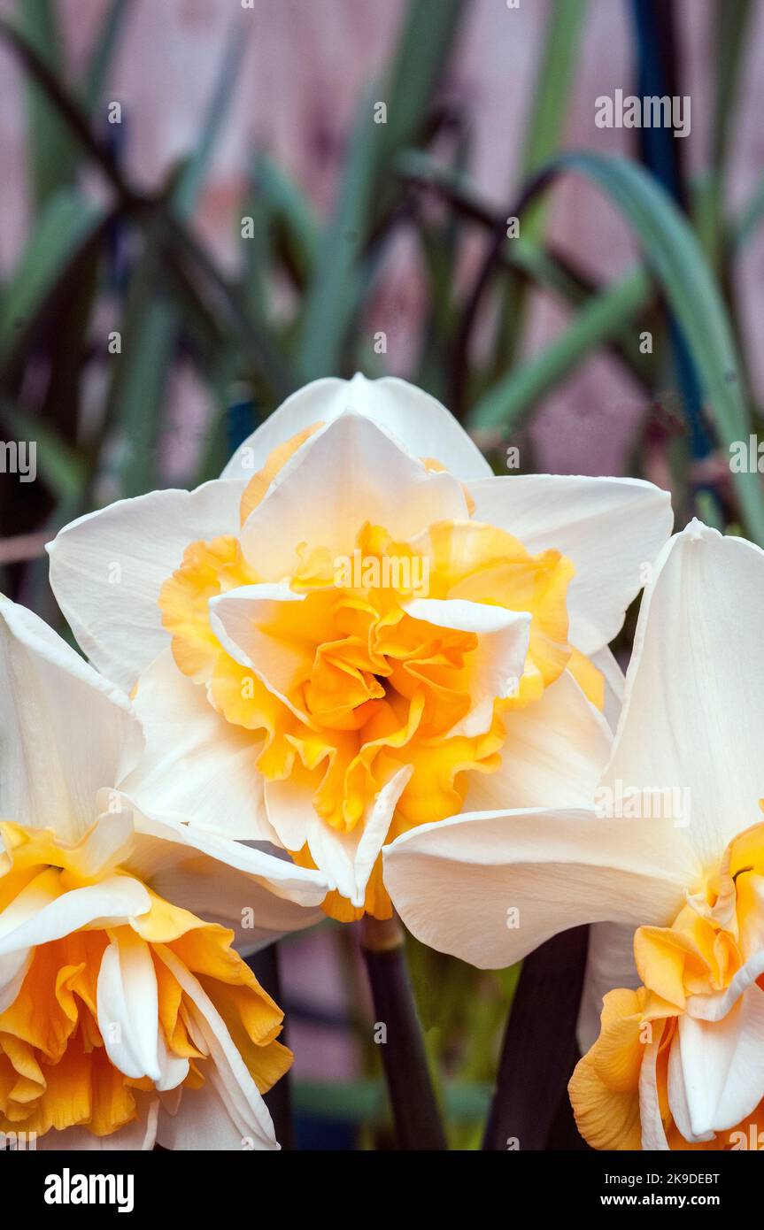 Close up group of Narcissus Sweet Desire in flower in spring.  Narcissi Sweet Desire is a division 4 double daffodil with white and yellow flowers. Stock Photo