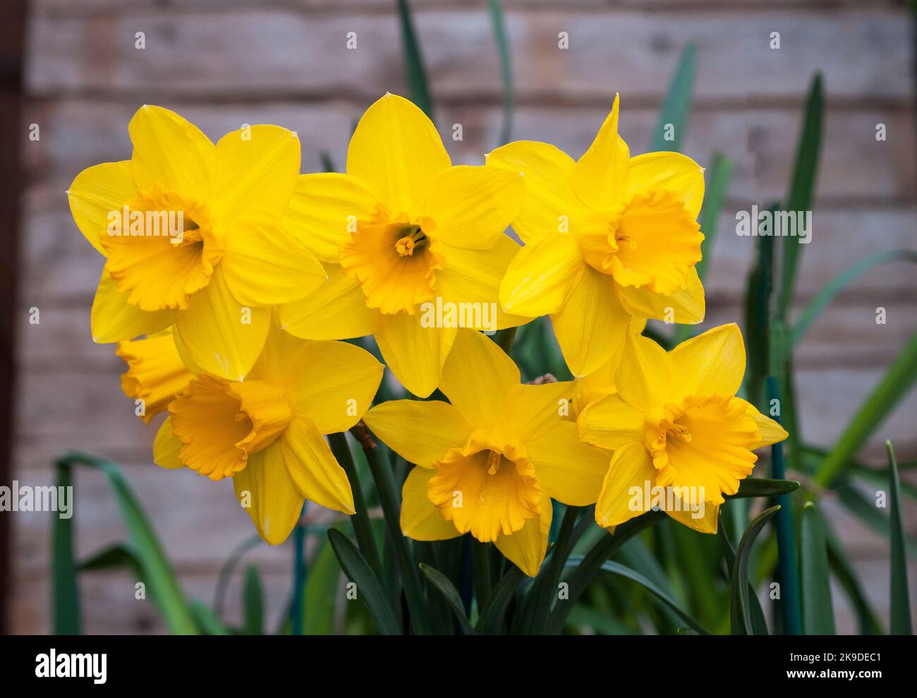 Close up of group of Narcissus Obvallaris or Tenby Daffodil in spring  Narcissus Obvallaris is a division 10 wild species daffodil and is fully hardy Stock Photo