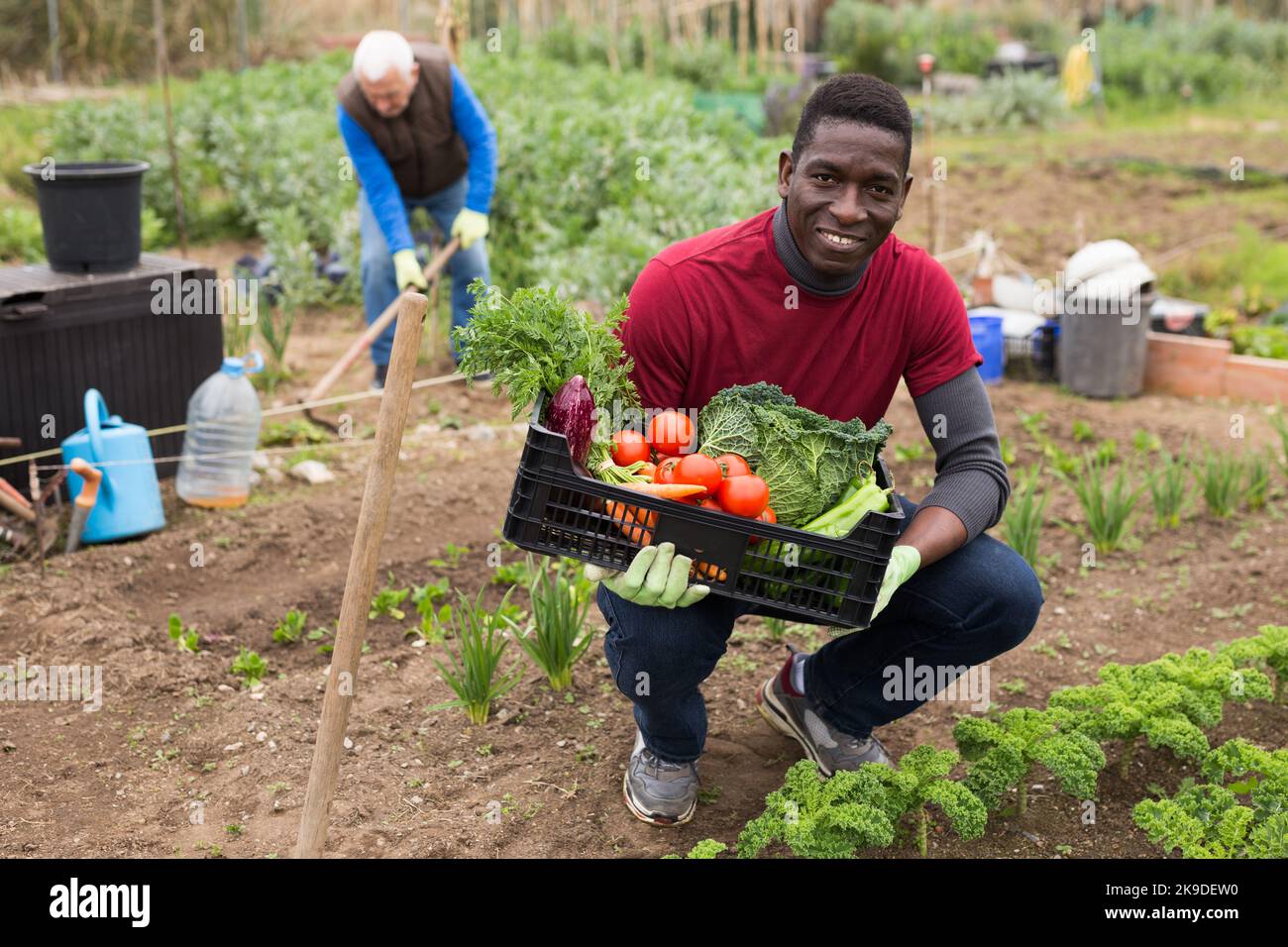 Successful African gardener holding box with vegetables Stock Photo - Alamy
