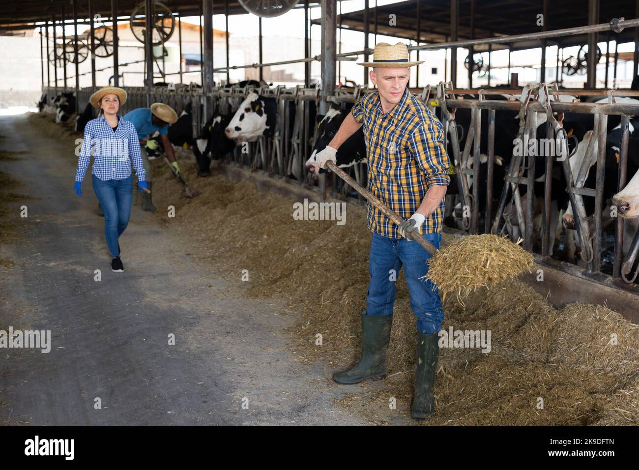Group of proffesional farmers working on dairy farm Stock Photo Alamy