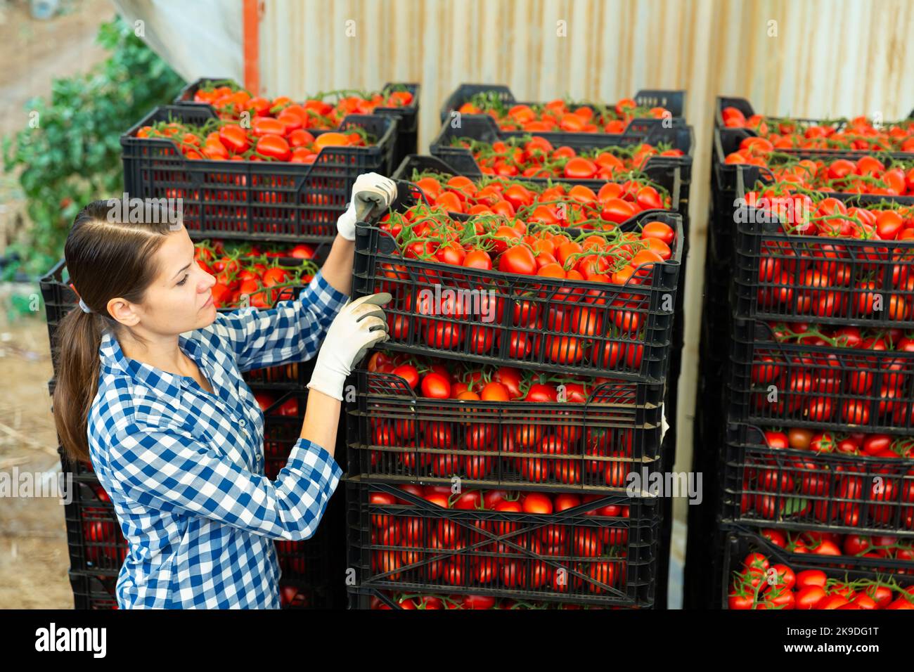 Woman working at vegetable warehouse with tomatoes Stock Photo
