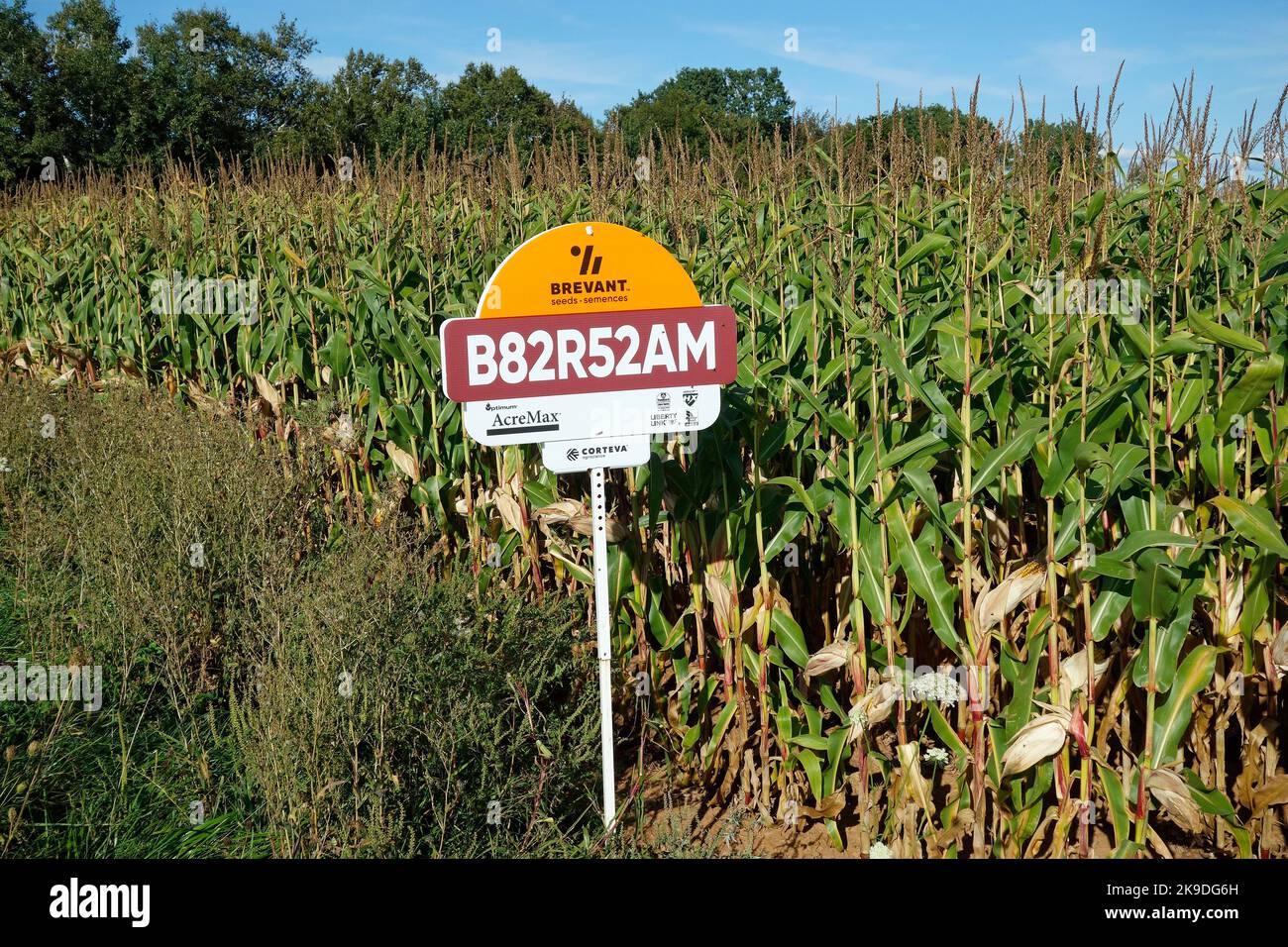 a field of corn planted with modified corn seed Stock Photo