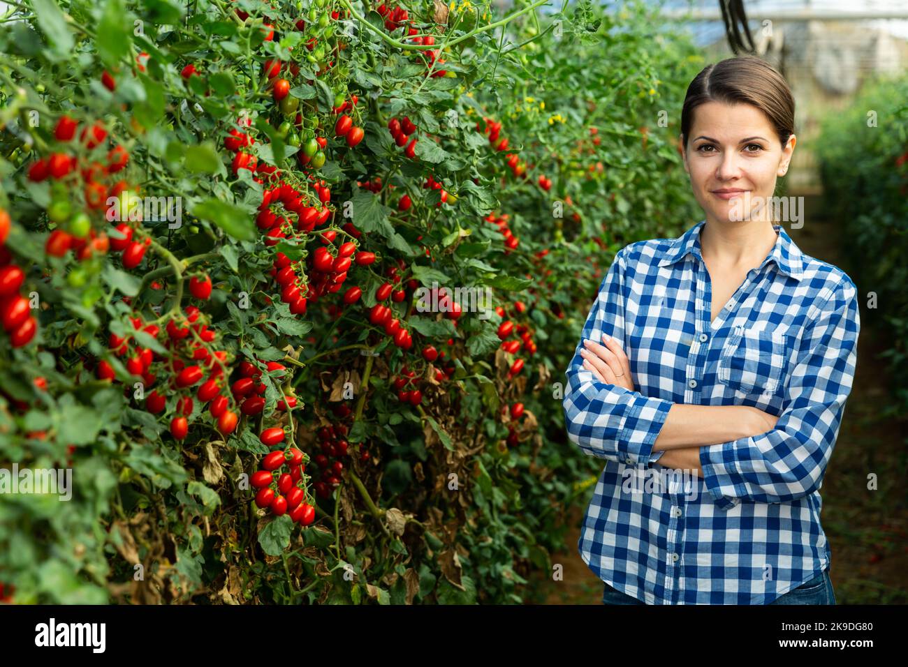 Portraite of positive woman harvests ripe red cherry tomatoes Stock ...