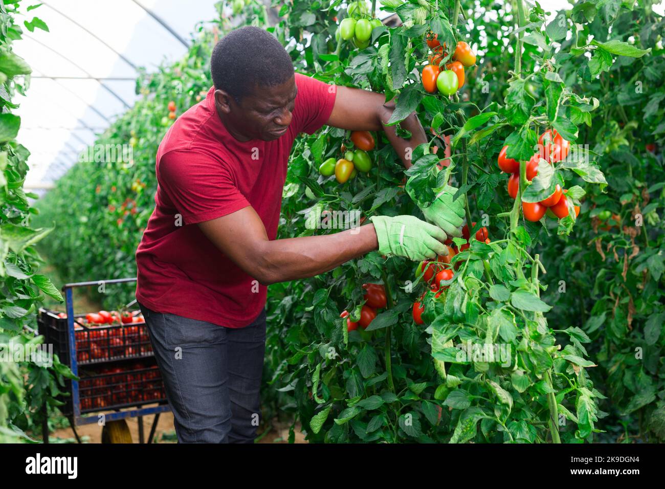 Afro male farmer harvesting tomatoes in greenhouse Stock Photo - Alamy