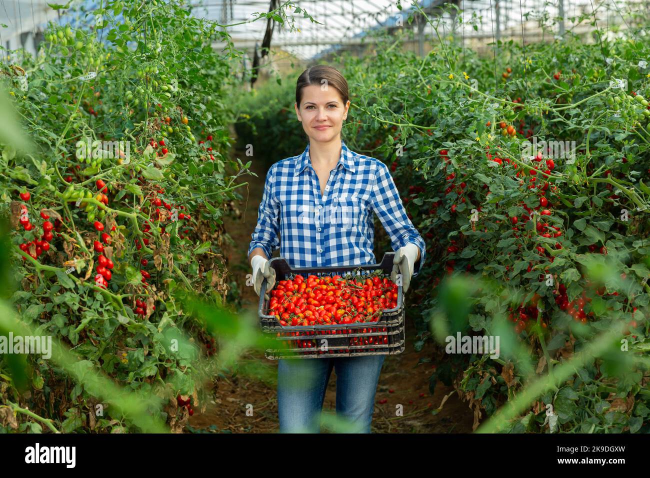 Female farmer stacking boxes with harvested grape tomatoes in ...
