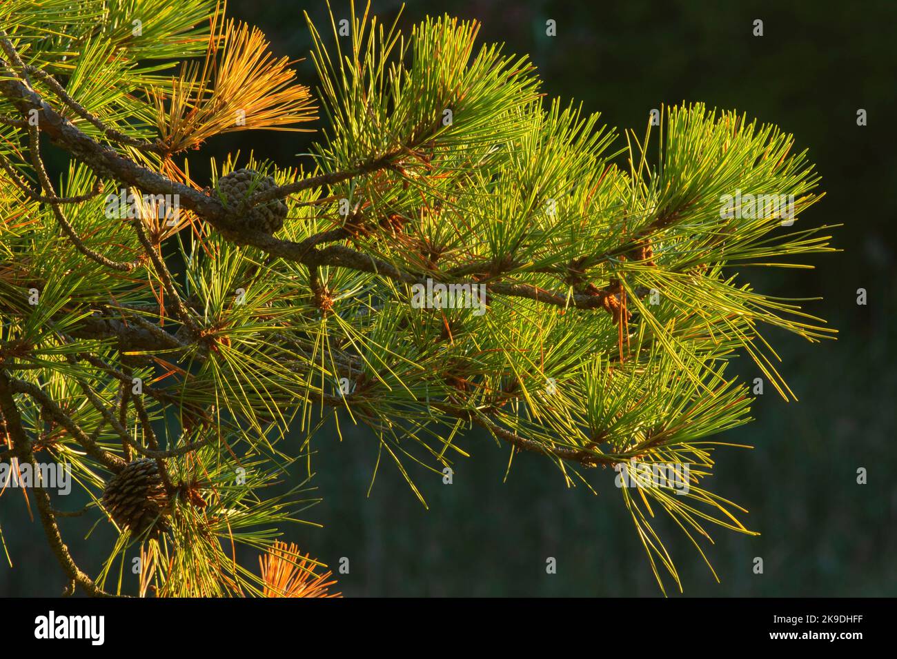 Pitch pine (Pinus rigida) needles, Farm River State Park, Connecticut Stock Photo