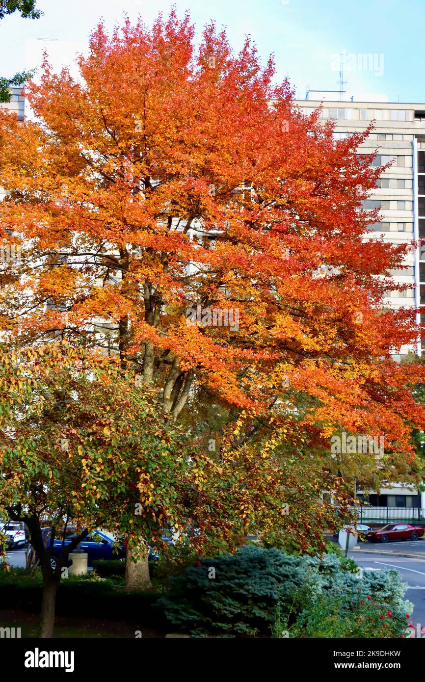 Northeast ohio fall trees hi-res stock photography and images - Alamy