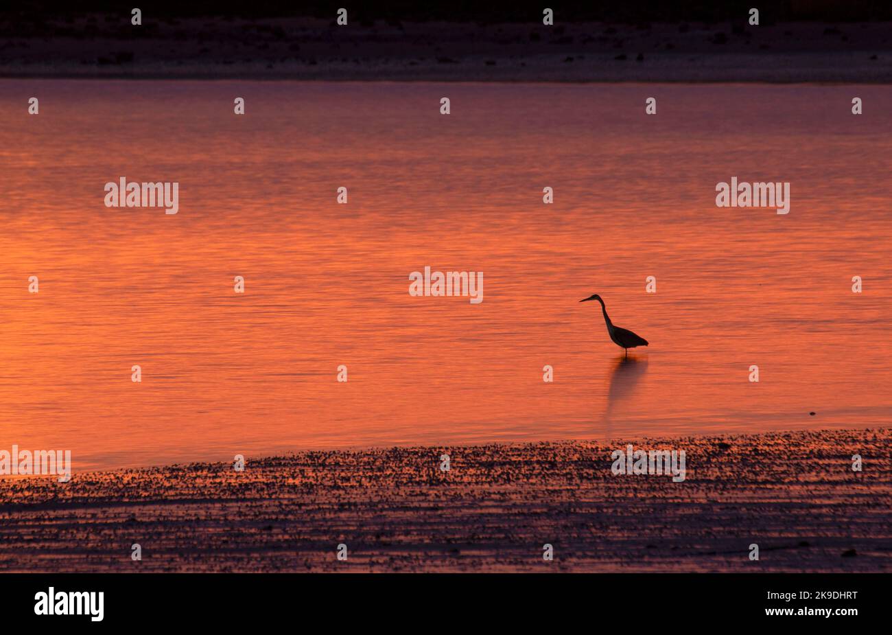 Great blue heron dawn silhouette, West Haven Public Boat Ramp